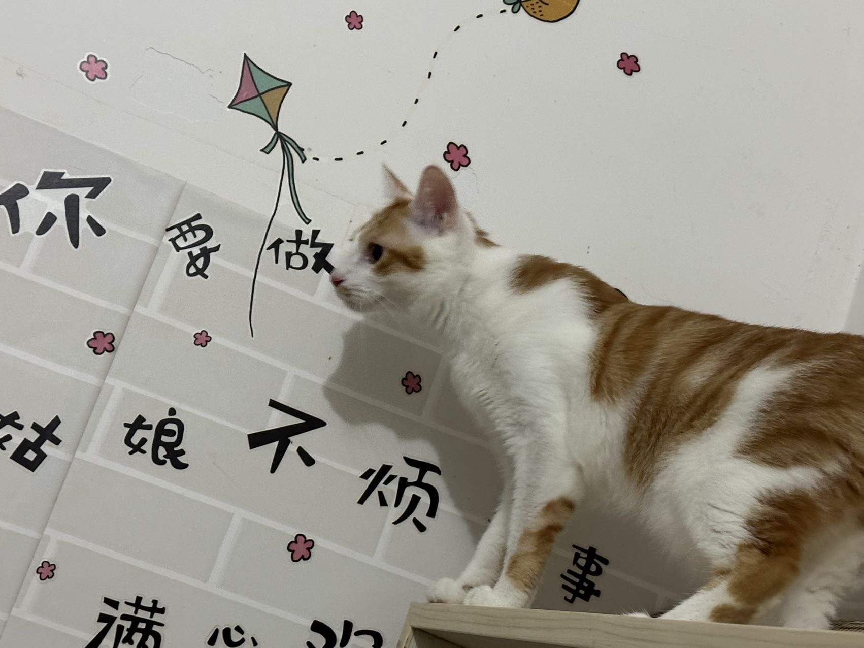 8月20日广州市从化区同城领养橘猫【领养启示/启事】