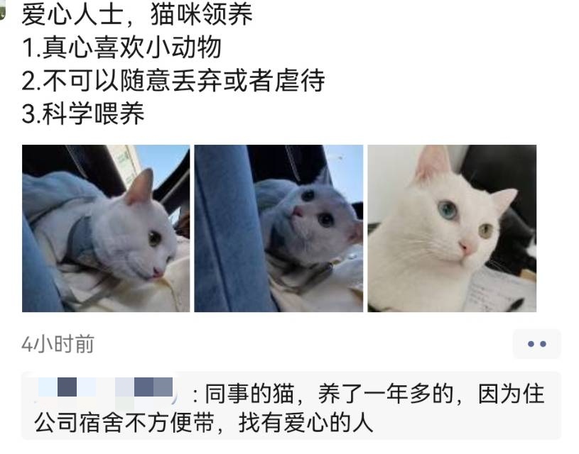 8月29日阳江市阳春市春城镇  银城广场领养猫,宠物猫,猫咪【领养启示/启事】