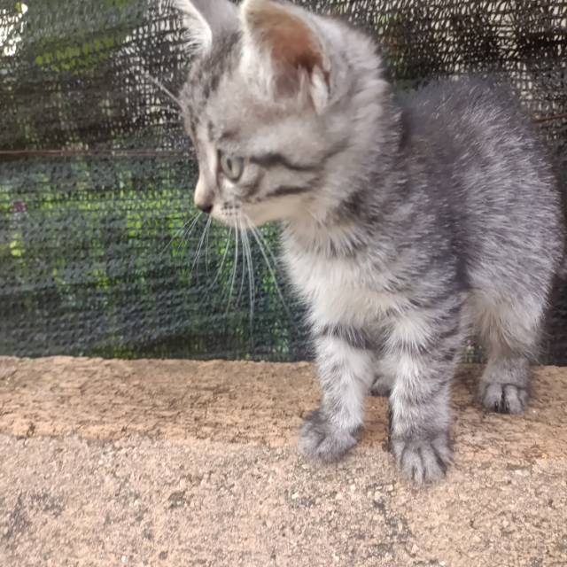 9月15日曲靖市沾益区沾益领养猫,宠物猫,猫咪【领养启示/启事】