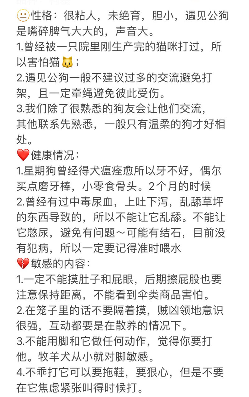 9月12日深圳市宝安区兴东领养柯基【领养启示/启事】