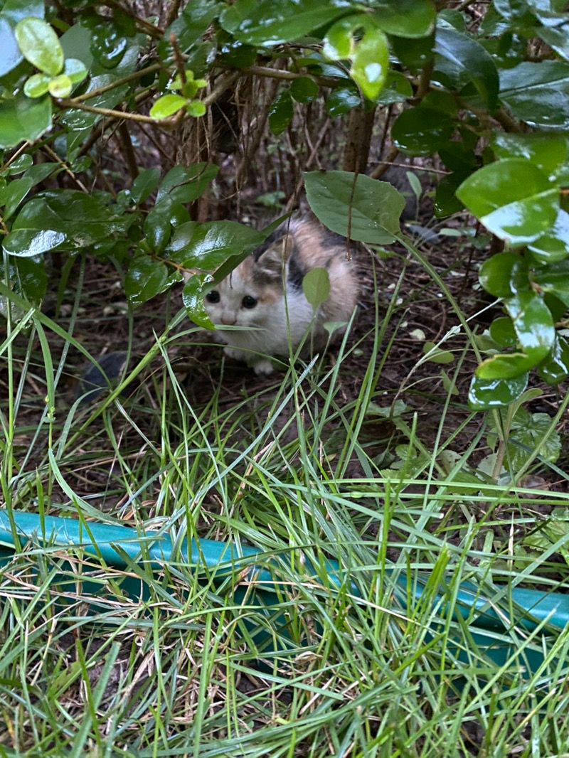 9月16日廊坊市固安县御湖园领养猫,宠物猫,猫咪【领养启示/启事】