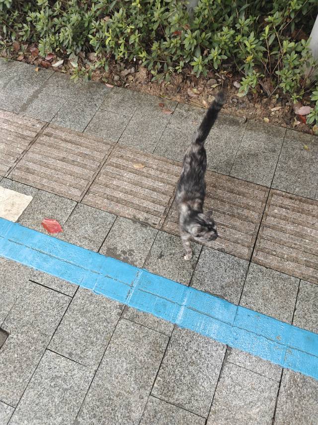 9月10日绍兴市越城区绍兴中专走失狸花猫【寻狸花猫启示/启事】