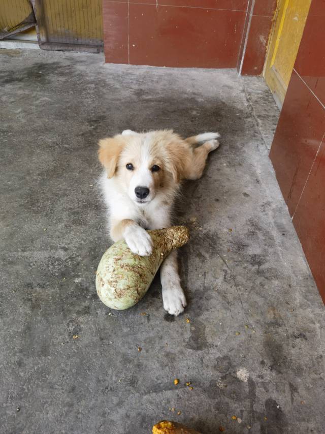 9月19日广元市旺苍县嘉川镇槐树村走失边牧,边境牧羊犬【寻边牧/边境牧羊犬启示/启事】