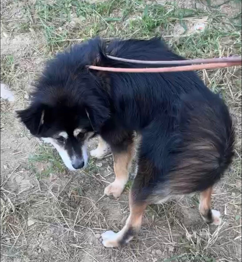 9月19日北京市顺义区裕庆路附近捡到流浪秋田犬【秋田犬招领启示/启事】