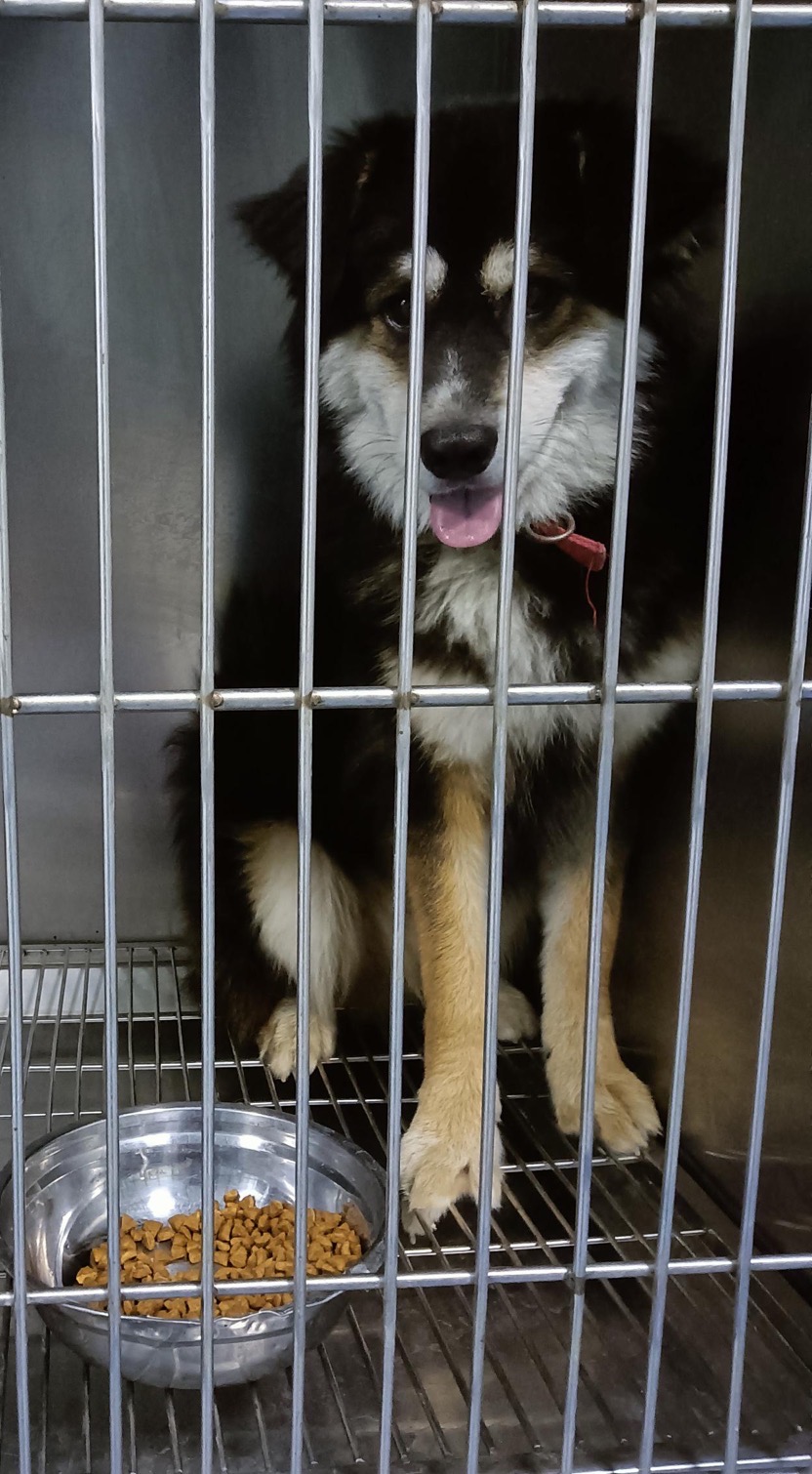 9月19日北京市顺义区裕庆路附近捡到流浪秋田犬【秋田犬招领启示/启事】