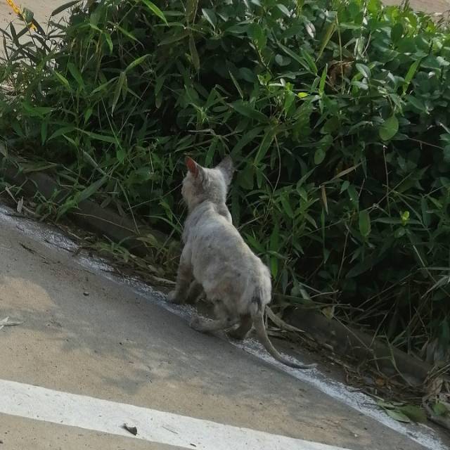 9月27日潍坊市诸城市龙都街道学府园小区领养临清狮子猫【领养启示/启事】