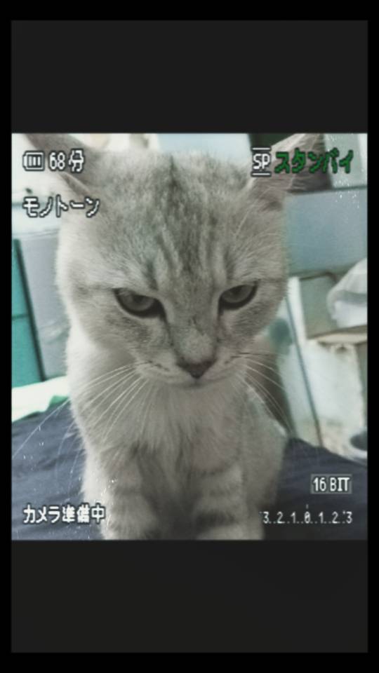 9月15日重庆市武隆区彭水县领养猫,宠物猫,猫咪【领养启示/启事】