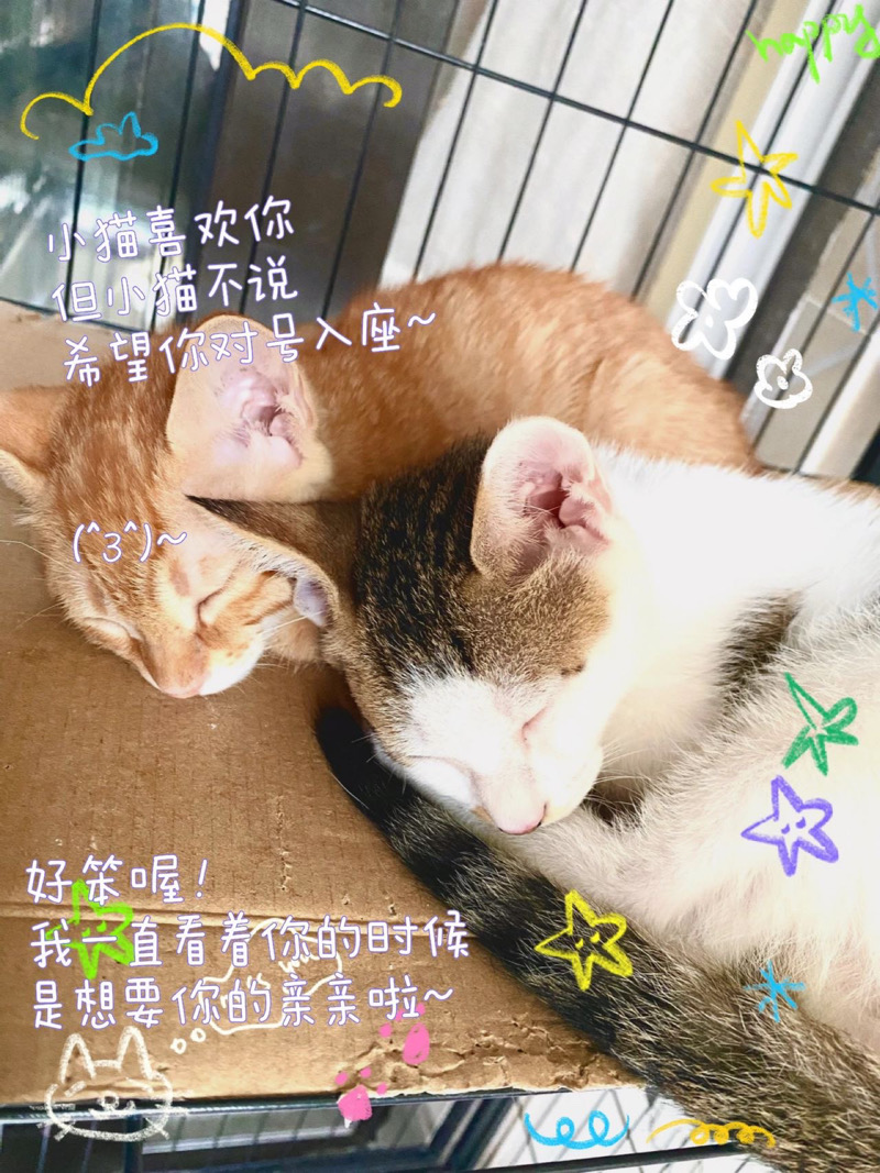 9月30日苏州市吴中区木渎镇领养橘猫【领养启示/启事】