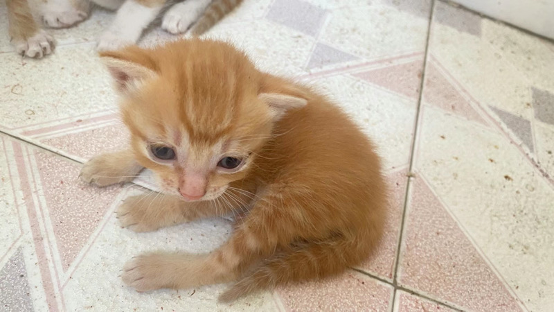 10月1日揭阳市榕城区西郊学校边领养猫,宠物猫,猫咪【领养启示/启事】