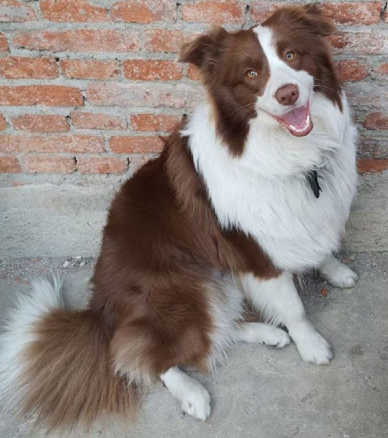 9月23日襄阳市南漳县九集镇木马山走失边牧,边境牧羊犬【寻边牧/边境牧羊犬启示/启事】