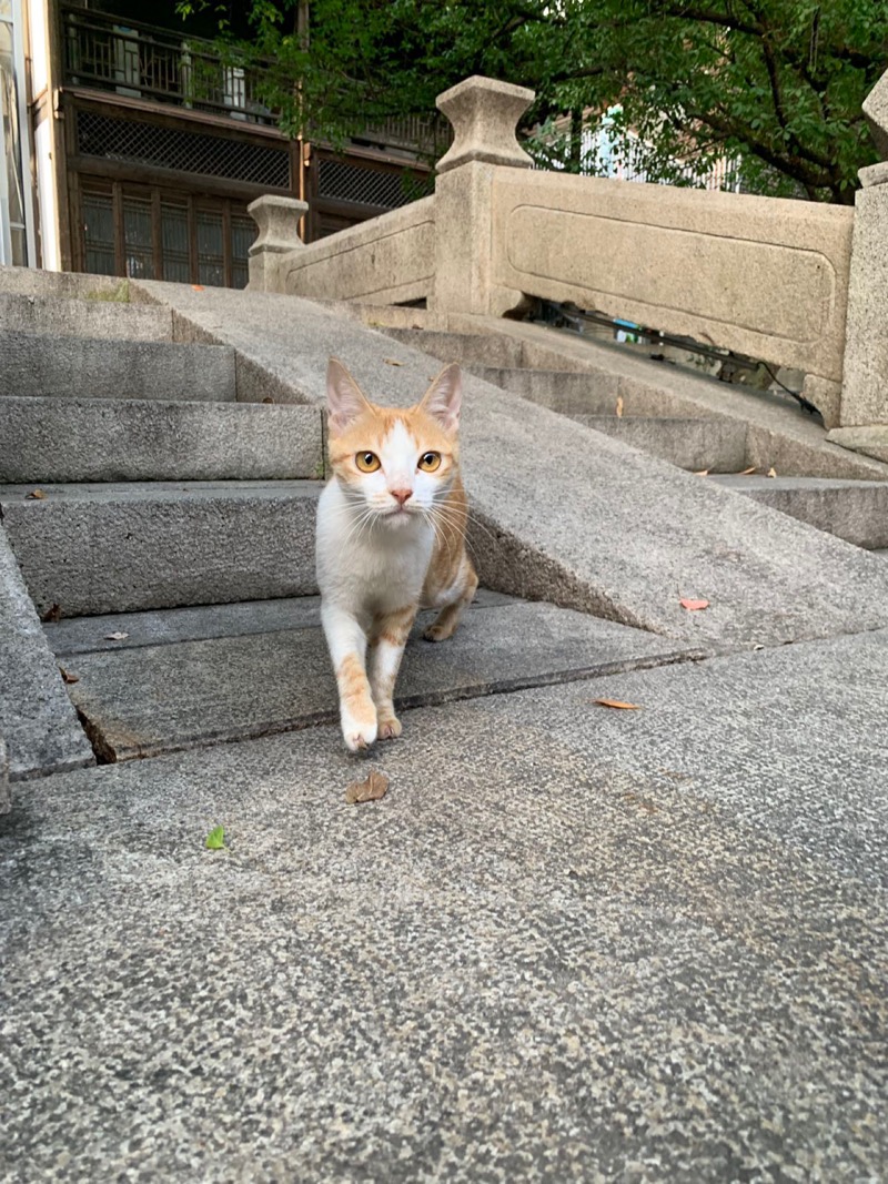 10月3日福州市朱紫坊石桥边发现流浪猫,宠物猫,猫咪【流浪猫线索】