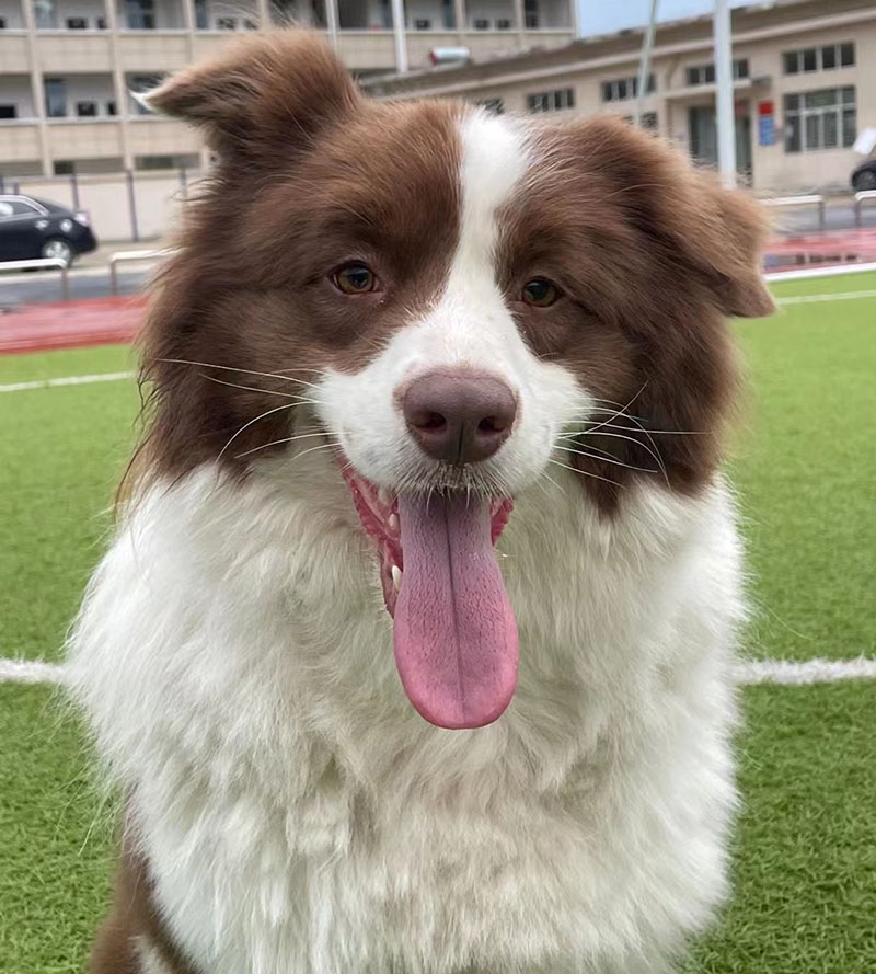 9月23日襄阳市南漳县九集镇木马山走失边牧,边境牧羊犬【寻边牧/边境牧羊犬启示/启事】