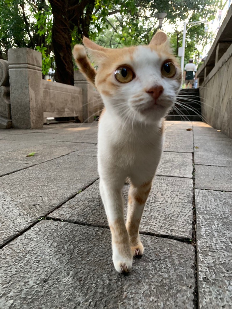 10月3日福州市朱紫坊石桥边发现流浪猫,宠物猫,猫咪【流浪猫线索】