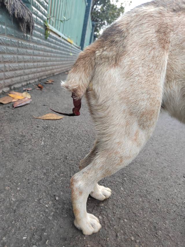 10月10日曲靖市沾益区珠江源小区南区附近领养土狗,柴犬,田园犬,中华田园犬【领养启示/启事】