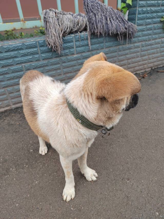 10月10日曲靖市沾益区珠江源小区南区附近领养土狗,柴犬,田园犬,中华田园犬【领养启示/启事】