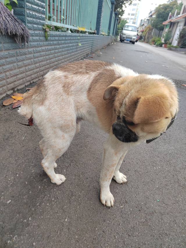 10月10日曲靖市沾益区珠江源小区南区附近领养土狗,柴犬,田园犬,中华田园犬【领养启示/启事】