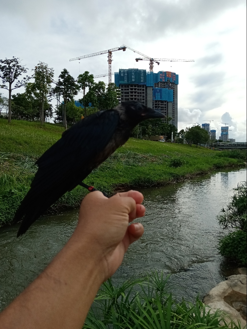 10月8日深圳市坪山区碧岭街道新城东方丽园小区走失鸽子【寻鸽子启示/启事】