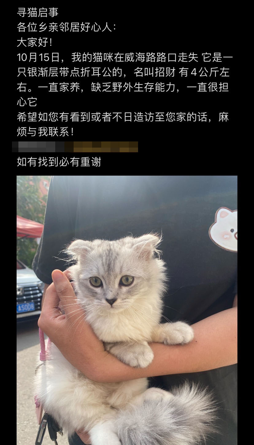 10月15日长春市南关区经开四区威海路路口走失猫,宠物猫,猫咪【寻猫启示/启事】