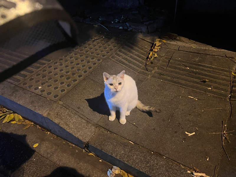 10月19日长沙市开福区德雅路424号还好盖码饭附近发现流浪猫,宠物猫,猫咪【流浪猫线索】