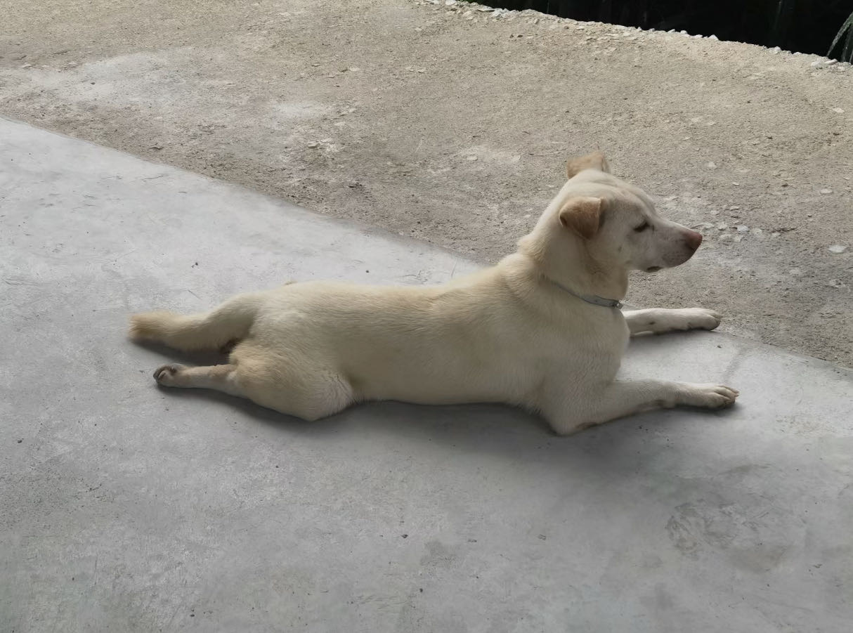 10月19日珠海市香洲区东坑社区普陀寺附近走失土狗,柴犬,田园犬,中华田园犬【寻土狗/田园犬启示/启事】