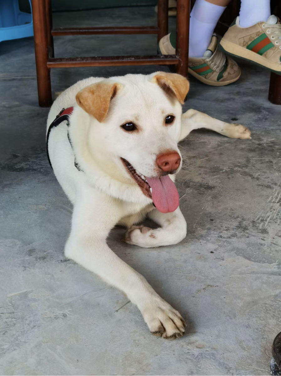 10月19日珠海市香洲区东坑社区普陀寺附近走失土狗,柴犬,田园犬,中华田园犬【寻土狗/田园犬启示/启事】