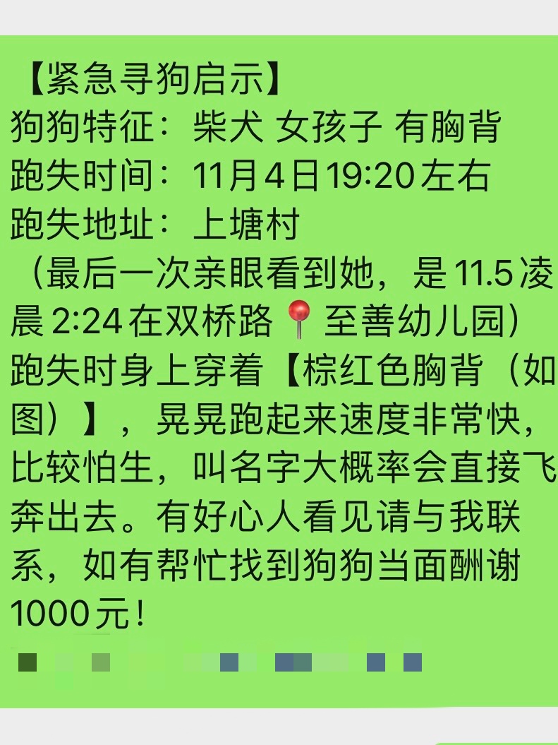 11月4日厦门市集美区上塘村走失狗,宠物狗【寻狗启示/启事】