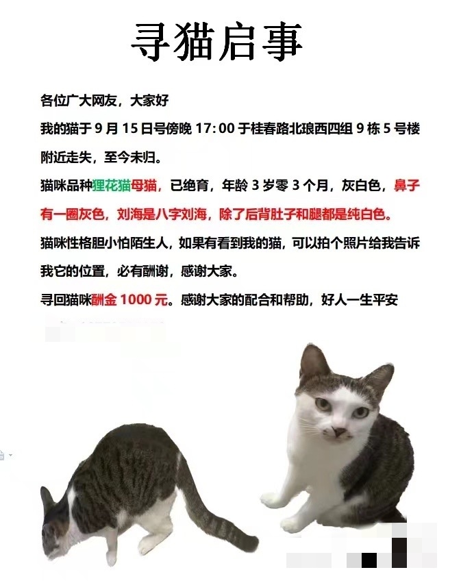 10月15日南宁市青秀区琅西桂春路北四组9栋走失狸花猫【寻狸花猫启示/启事】