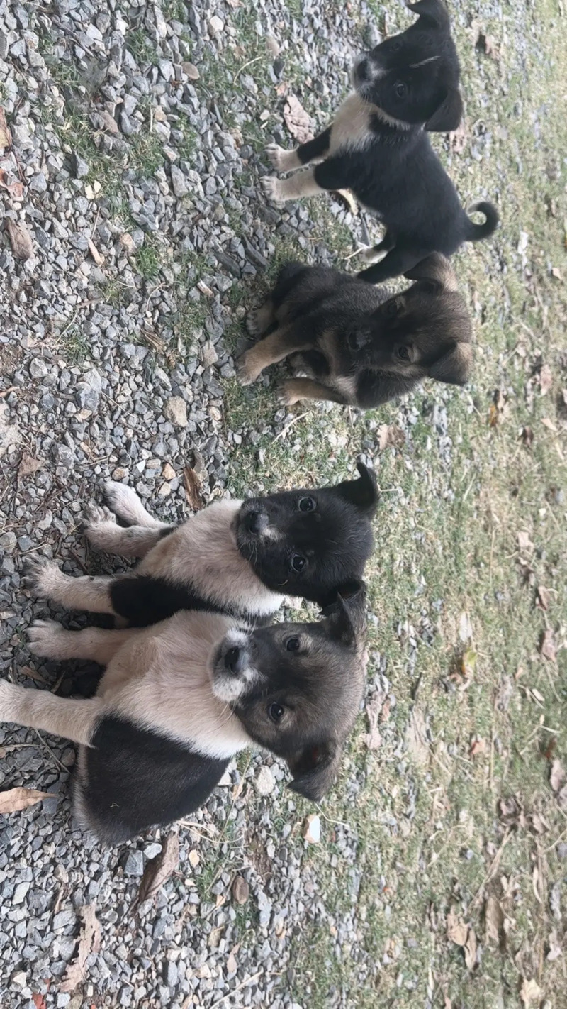 11月17日合肥市庐江县沙溪乡泉西小学领养边牧,边境牧羊犬【领养启示/启事】