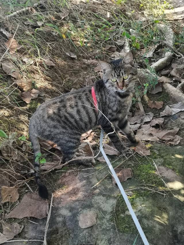 11月26日宜宾市南溪区石鹅村水库走失狸花猫【寻狸花猫启示/启事】