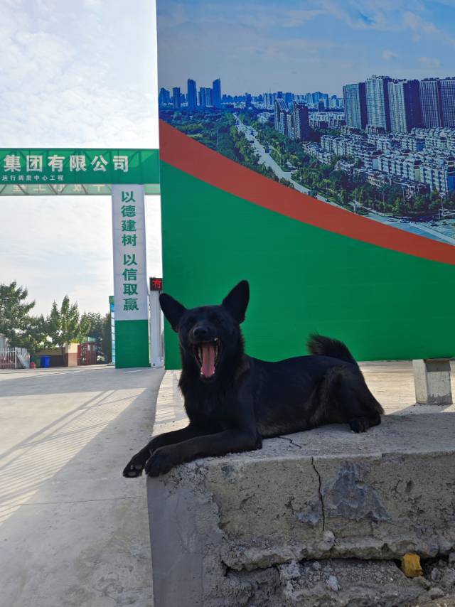 12月2日潍坊市奎文区 吉庆街与新谊路冉星医药公司附近走失土狗,柴犬,田园犬,中华田园犬【寻土狗/田园犬启示/启事】