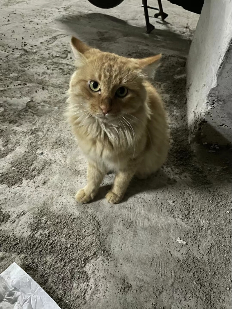 10月2日平顶山市湛河区车库发现流浪猫,宠物猫,猫咪【流浪猫线索】