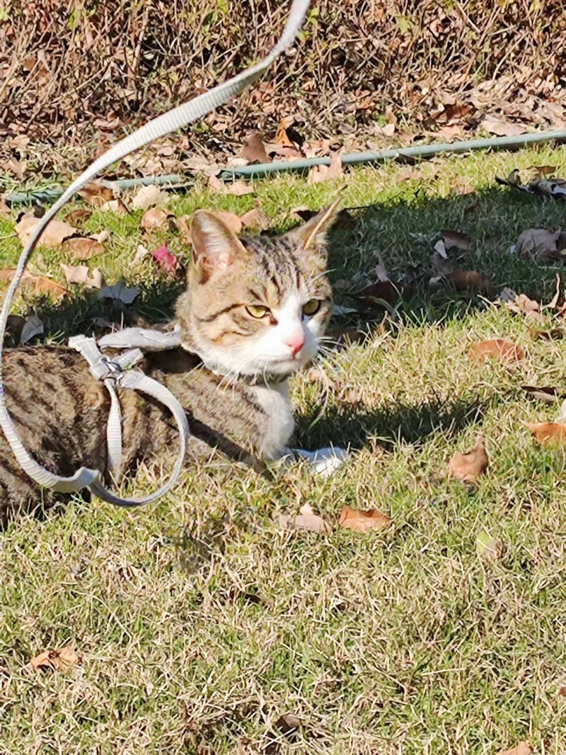 12月11日嘉兴市南湖区禾源新都北区46栋走失狸花猫【寻狸花猫启示/启事】