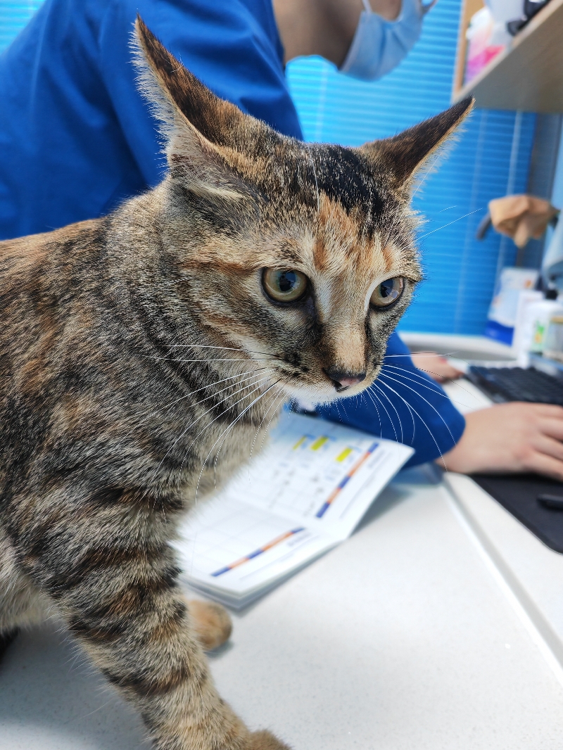 12月24日贵阳市乌当区东风大道旁领养田园猫,家猫【领养启示/启事】