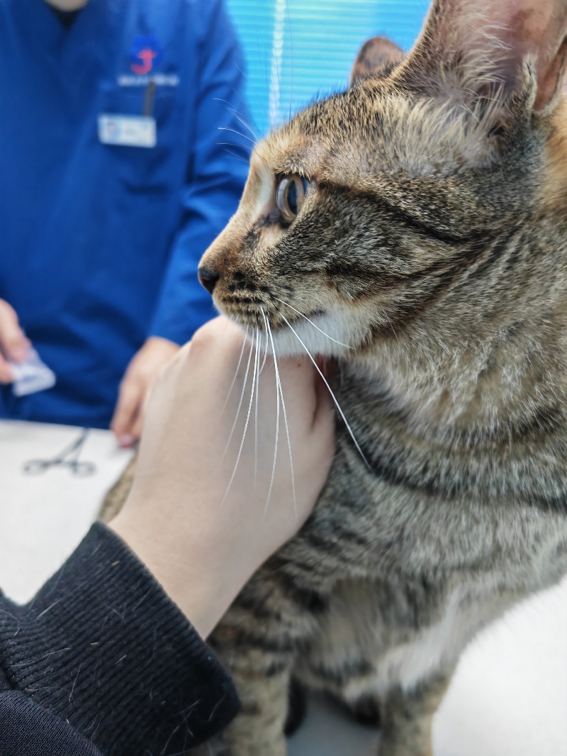 12月24日贵阳市乌当区东风大道旁领养田园猫,家猫【领养启示/启事】