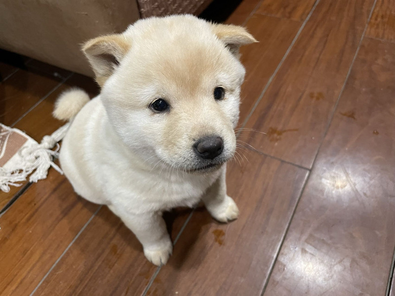 1月2日武汉市东西湖区金银湖街碧海花园160栋领养秋田犬【领养启示/启事】