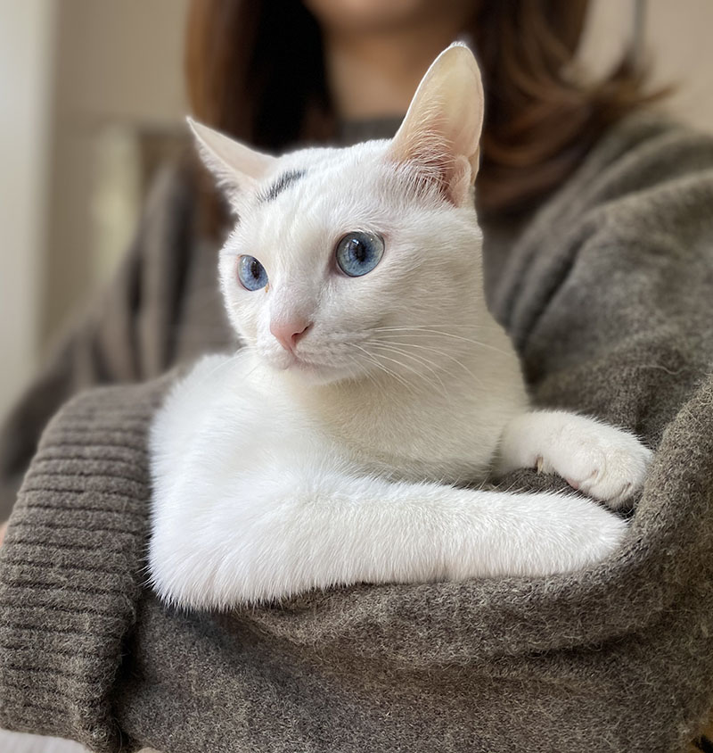 12月30日汕尾市海丰县海悦名城一期北门停车场走失猫,宠物猫,猫咪【寻猫启示/启事】