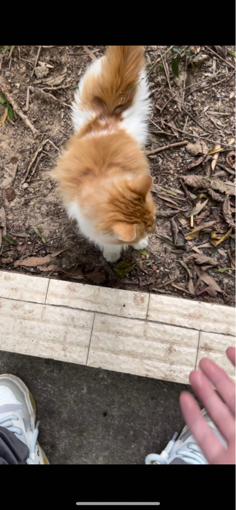 1月4日广州市海珠区广东省第二人民医院14号楼发现流浪猫,宠物猫,猫咪【流浪猫线索】