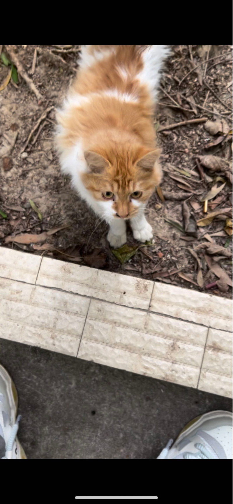 1月4日广州市海珠区广东省第二人民医院14号楼发现流浪猫,宠物猫,猫咪【流浪猫线索】