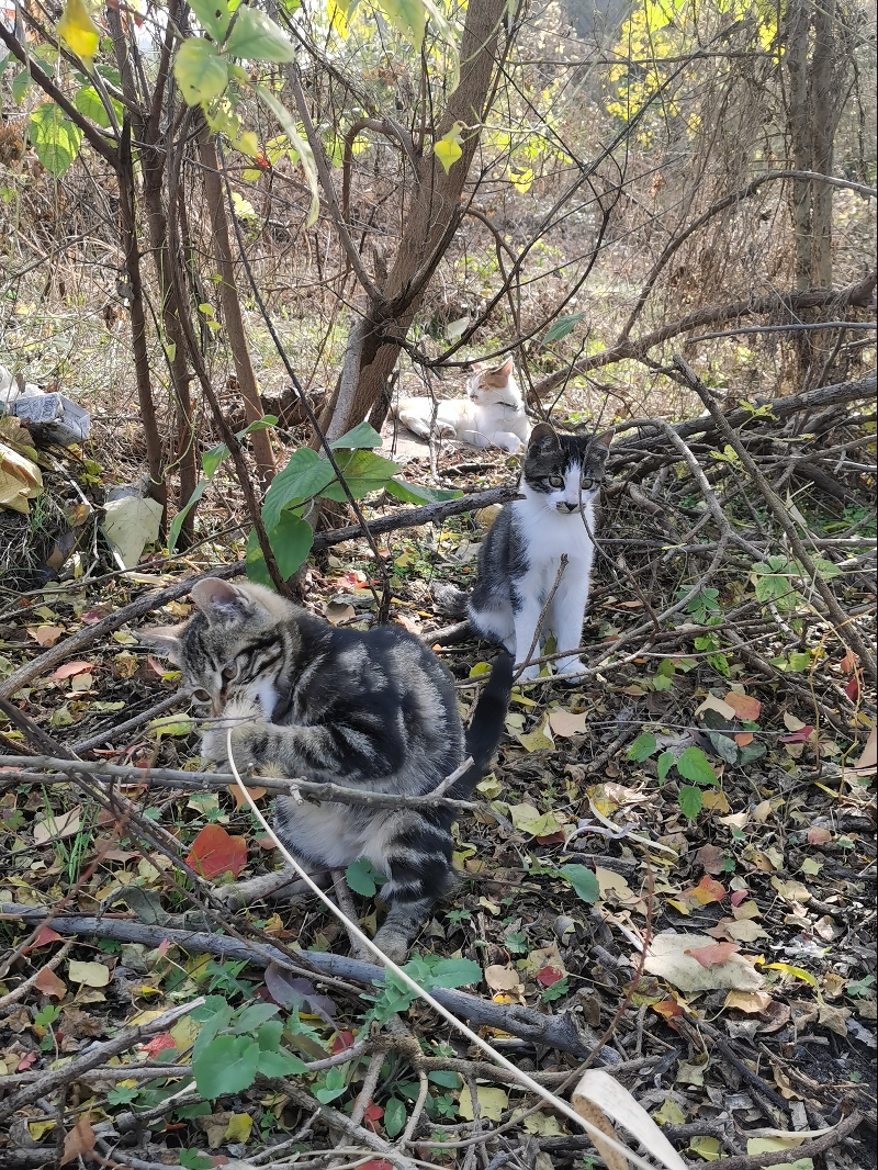 1月5日上饶市信州区陵园路38号领养猫,宠物猫,猫咪【领养启示/启事】