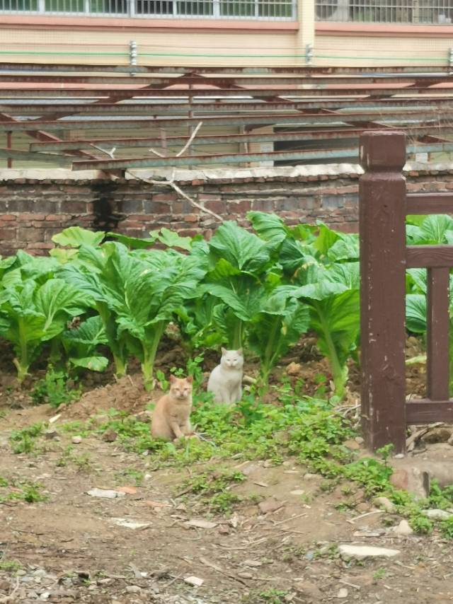 1月11日韶关市乳源瑶族自治县过山瑶风情园领养橘猫【领养启示/启事】