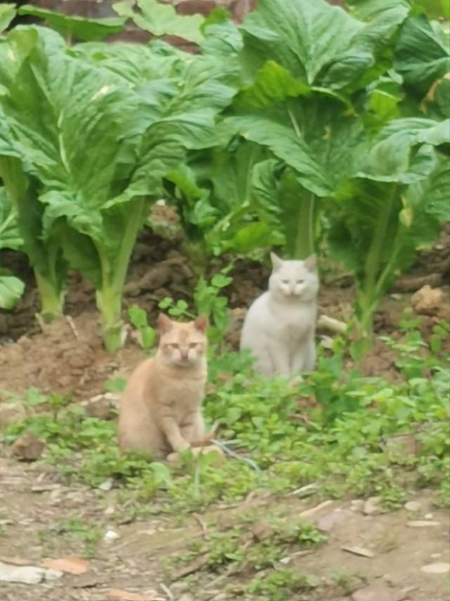 1月11日韶关市乳源瑶族自治县过山瑶风情园领养田园猫,家猫【领养启示/启事】