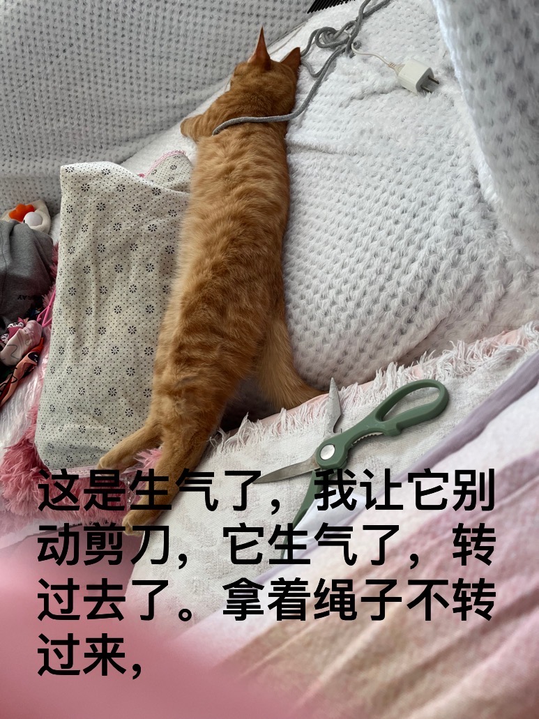 3月28日天水市秦州区天水走失猫,宠物猫,猫咪【寻猫启示/启事】