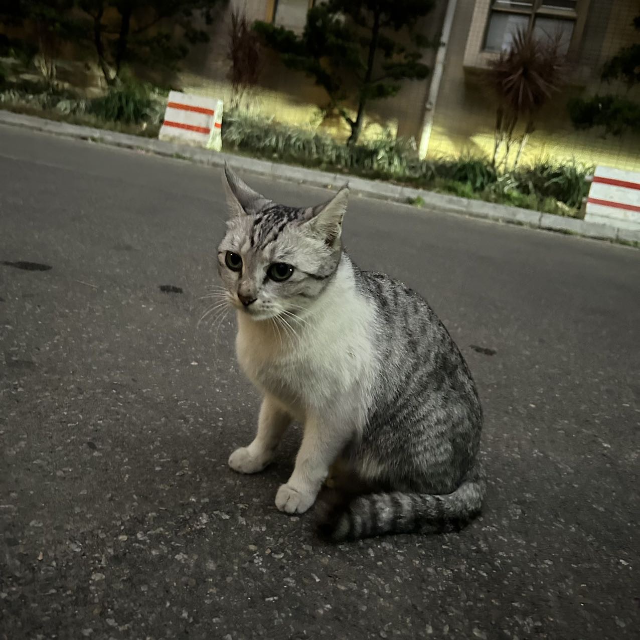 1月17日汕尾市陆丰市东海镇中海豪园发现流浪猫,宠物猫,猫咪【流浪猫线索】