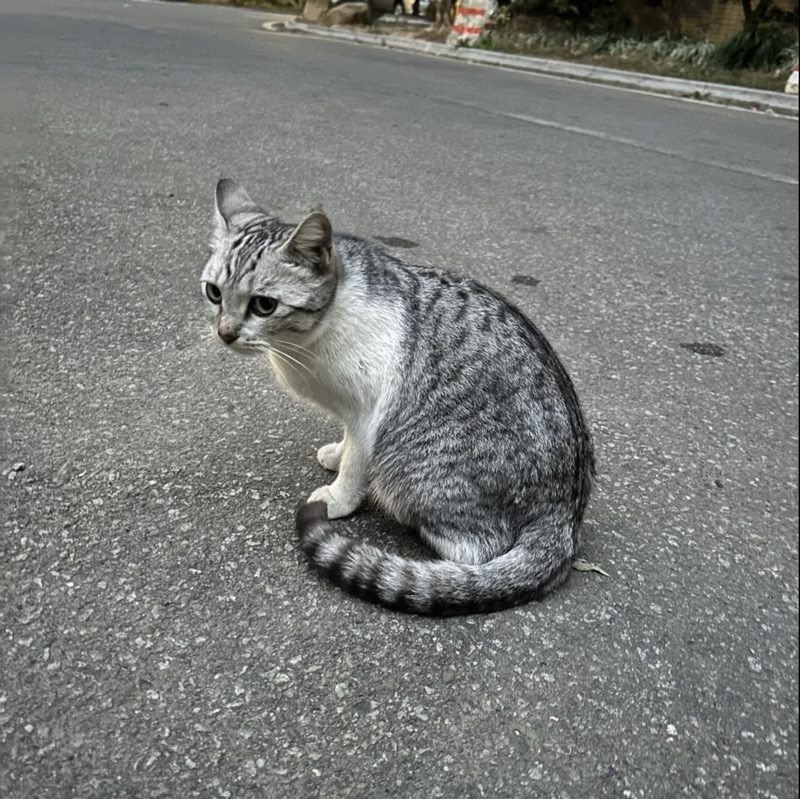 1月17日汕尾市陆丰市东海镇中海豪园发现流浪猫,宠物猫,猫咪【流浪猫线索】