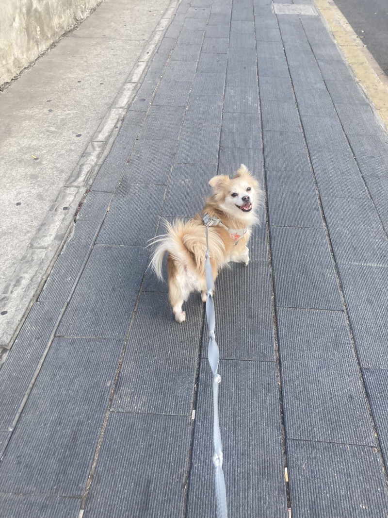 1月20日深圳市龙岗区坂田正坑水库走失土狗,柴犬,田园犬,中华田园犬【寻土狗/田园犬启示/启事】