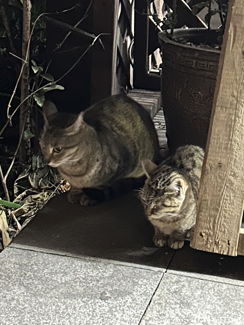 1月21日上海市徐汇区徐汇日月光附近发现流浪猫,宠物猫,猫咪【流浪猫线索】