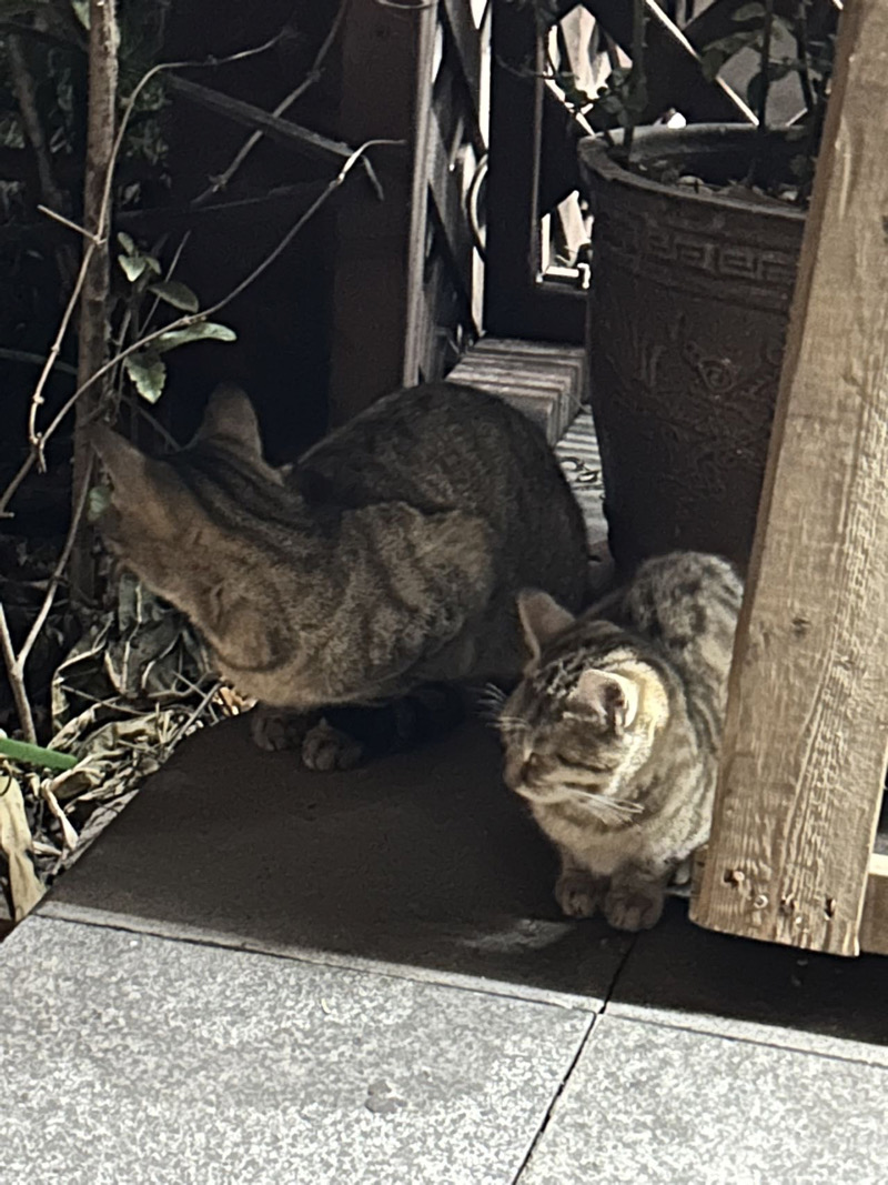 1月21日上海市徐汇区徐汇日月光附近发现流浪猫,宠物猫,猫咪【流浪猫线索】