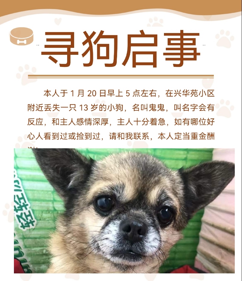 1月20日保定市莲池区兴华苑小区附近走失小鹿犬【寻小鹿犬启示/启事】