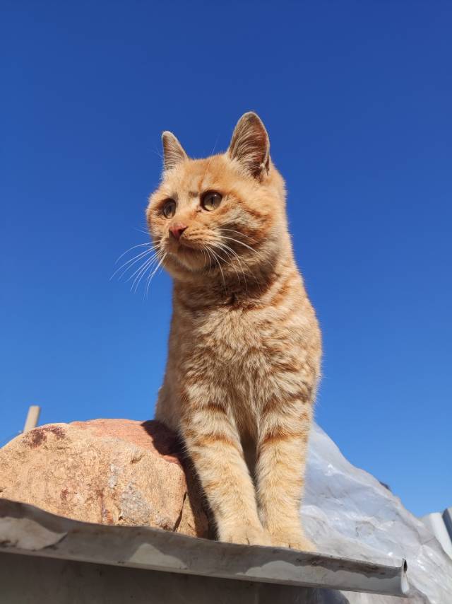 1月22日洛阳市新安县恒豫瓷厂领养猫,宠物猫,猫咪【领养启示/启事】