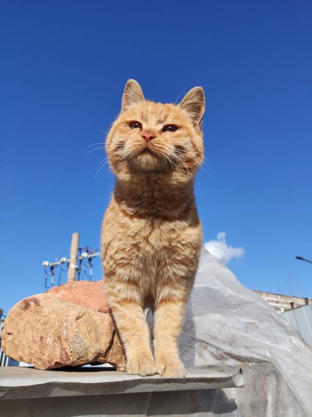 1月22日洛阳市新安县恒豫瓷厂领养猫,宠物猫,猫咪【领养启示/启事】